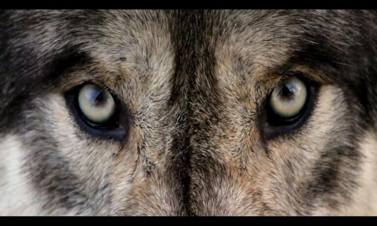 Wolf Eyes