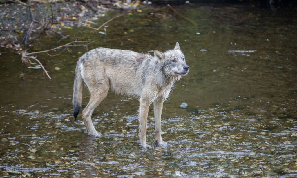 Coastal Wolf 