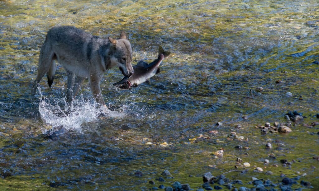 Wolf Eating Fish