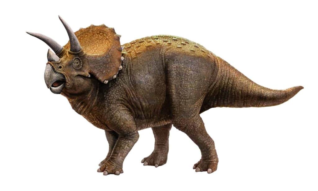 What Triceratops Ate