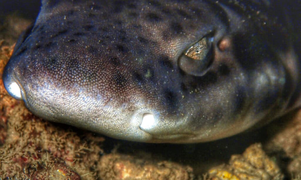 White Spotted Bamboo Shark