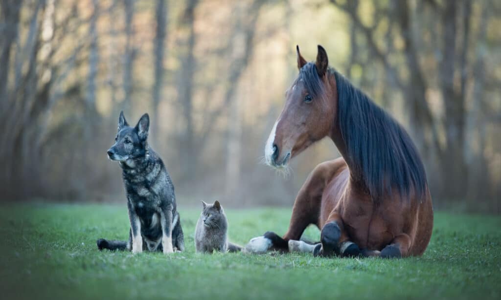Cat dog and horse