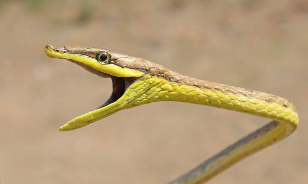 Mexican Vine Snake