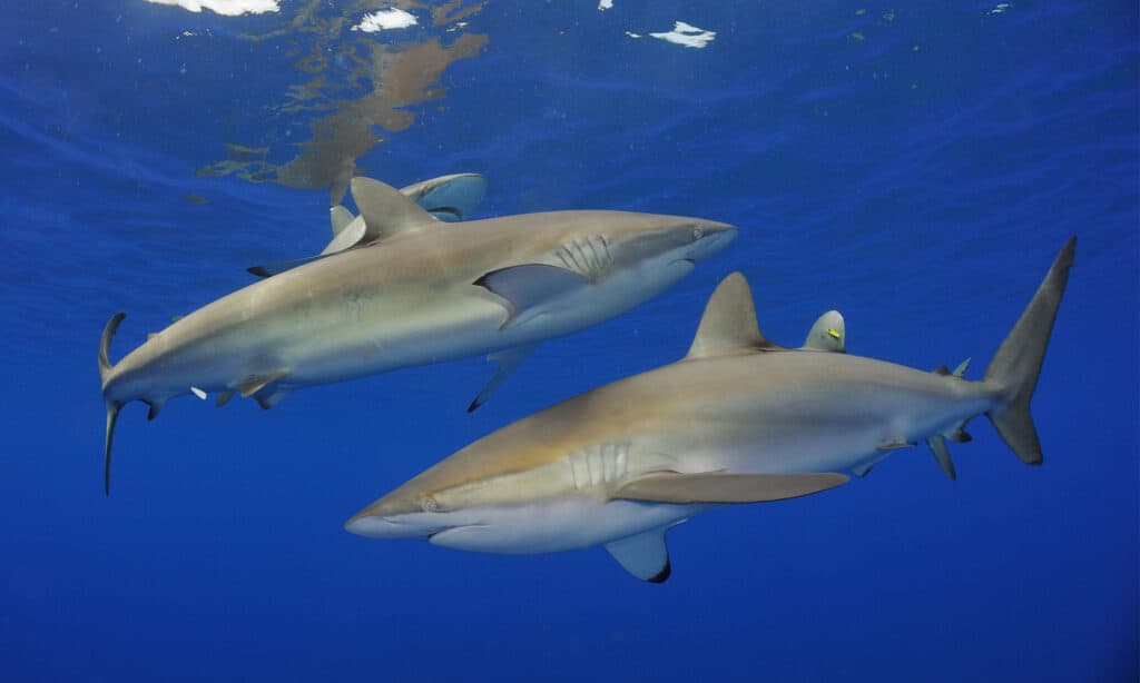 Silky sharks (Carcharhinus falciformis)