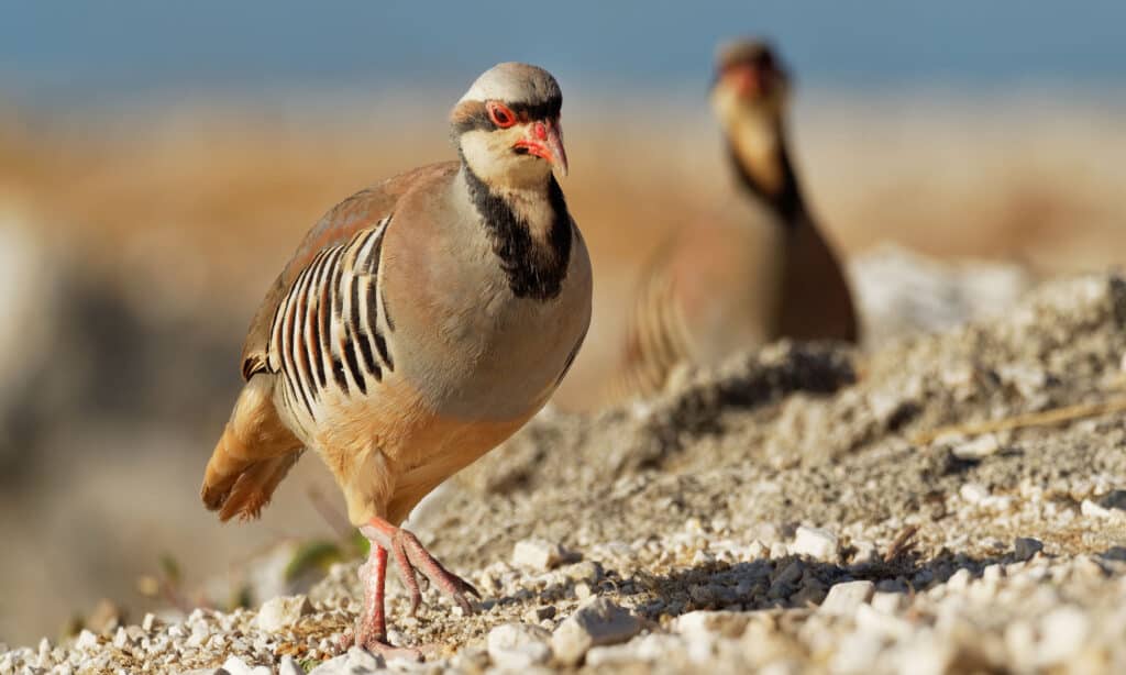 chukar