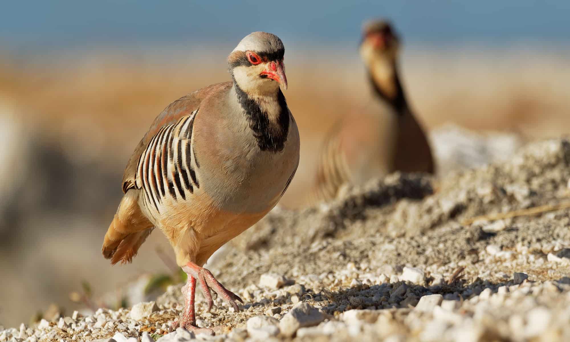 The Chukar National Bird Of Pakistan AZ Animals