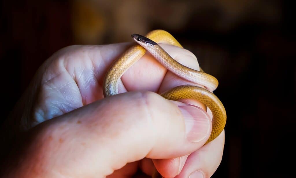 southwestern blackhead snake