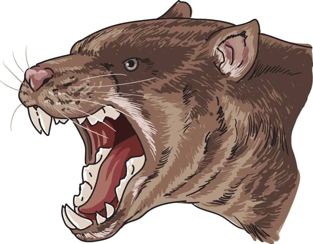 illustration de thylacoleo
