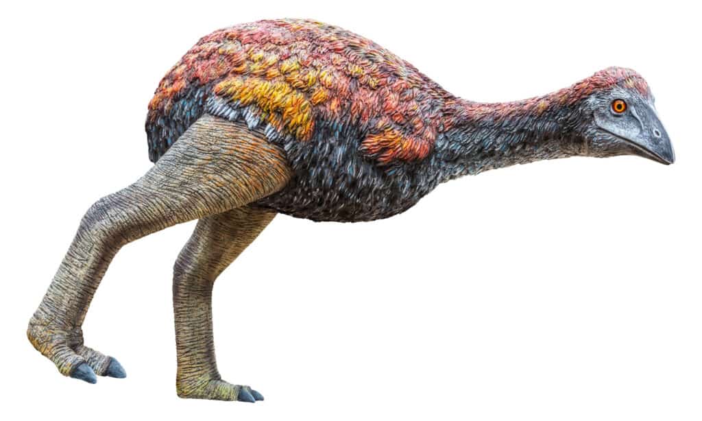 Vorombe titan or elephant bird