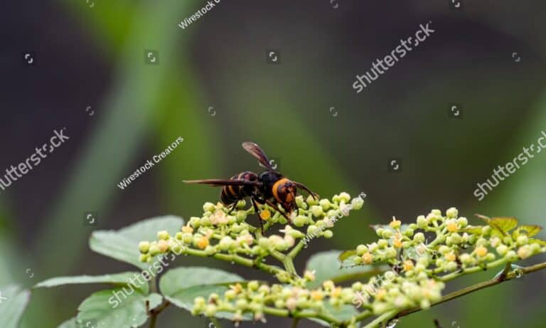 hornet feeding