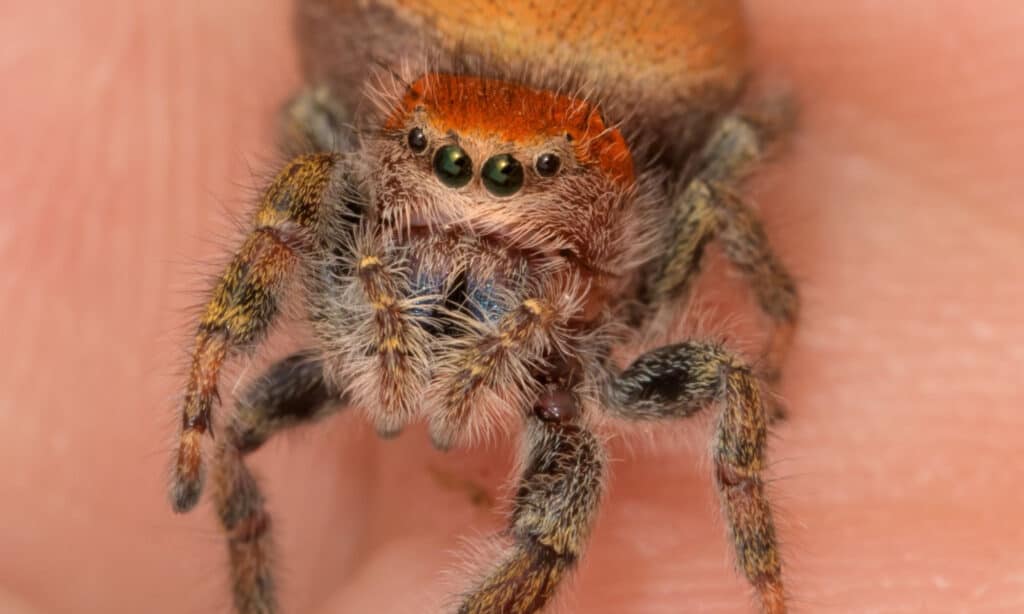 Cardinal jumping spider