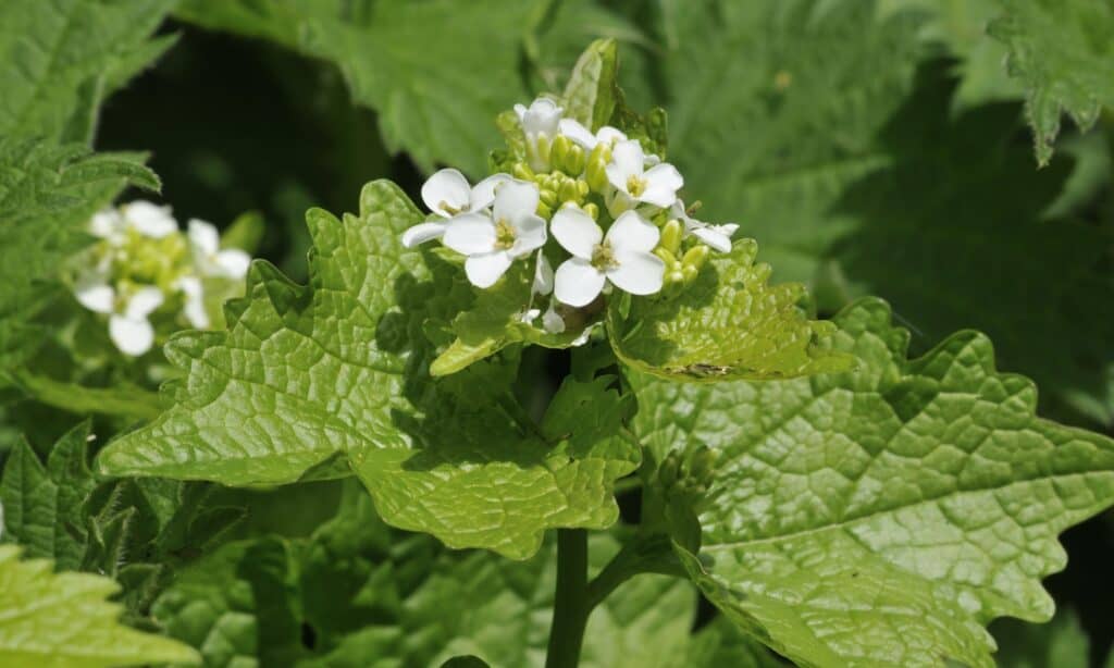 garlic mustard