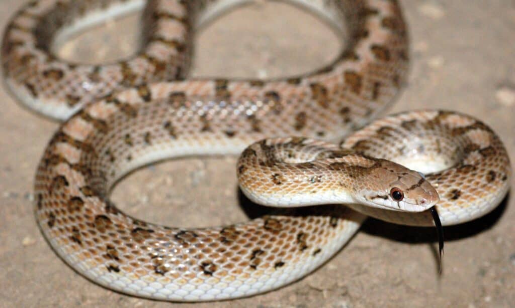 Desert Glossy Snake