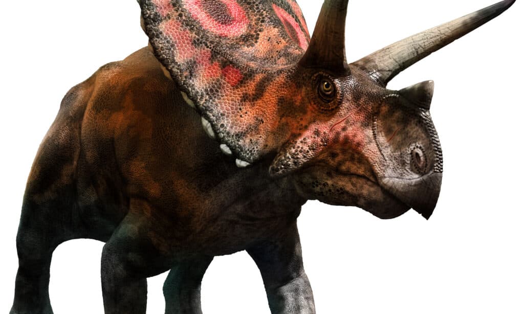 Torosaurus Vs Triceratops Newagepitbulls