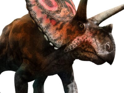 A Torosaurus vs Triceratops: What Are the Differences?
