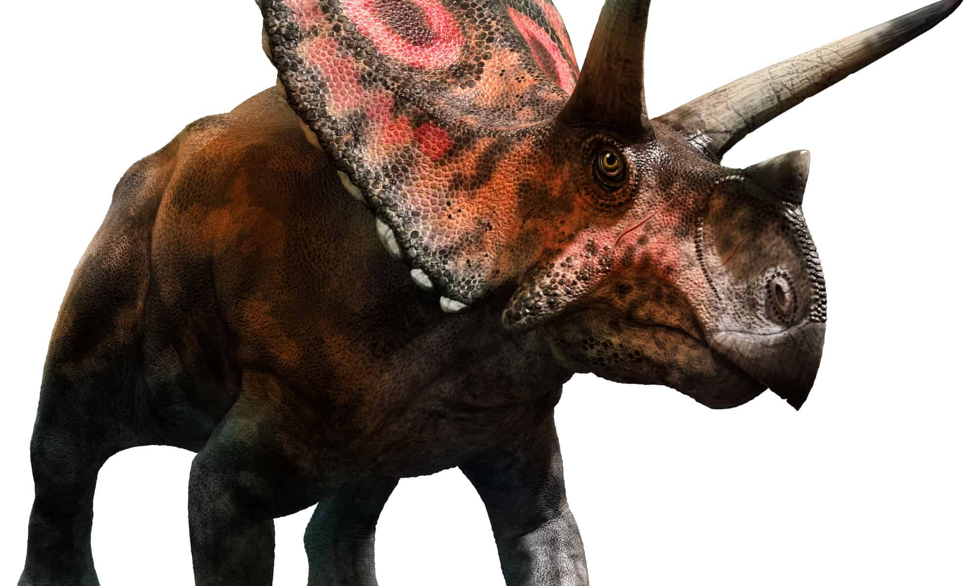Torosaurus: The Horned Dinosaur with a Mysterious Identity
