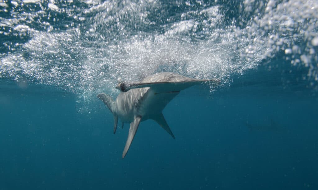 Smooth hammerhead shark swimming close to the surface.