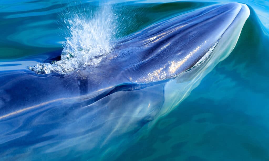 Bryde's whale