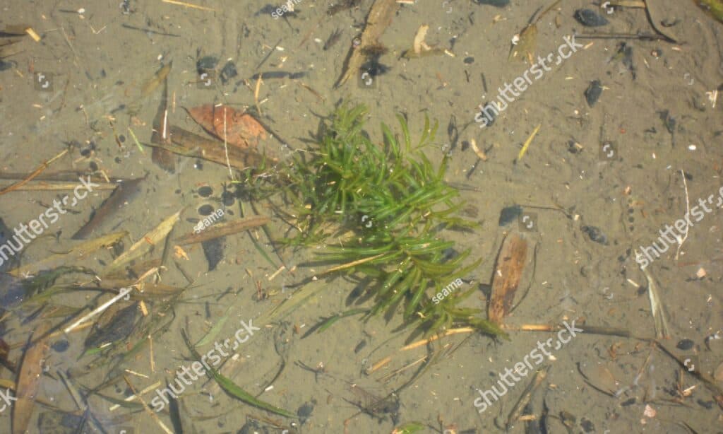 curly leaf pondweed