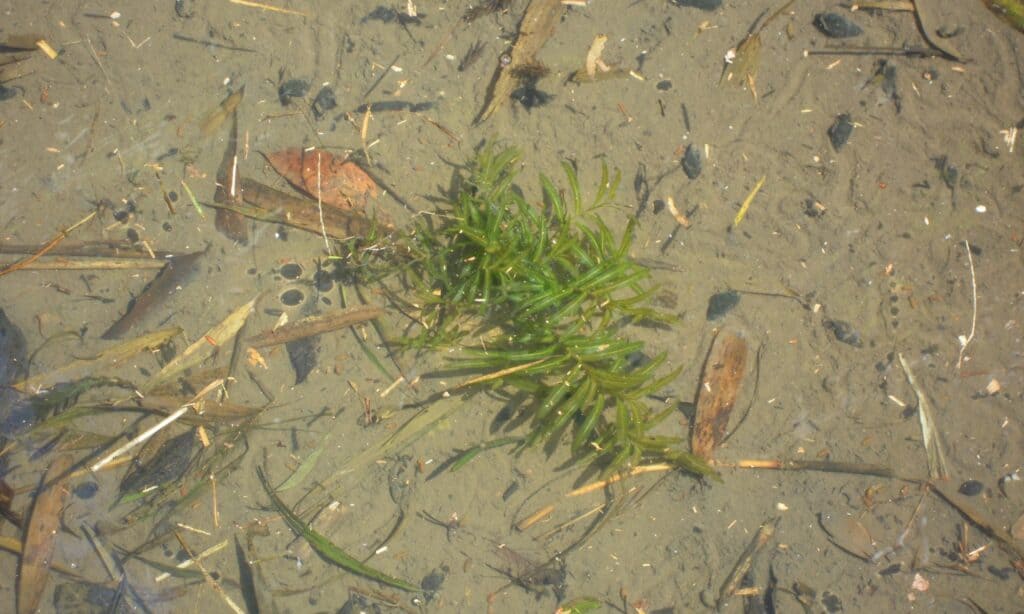 curly pondweed