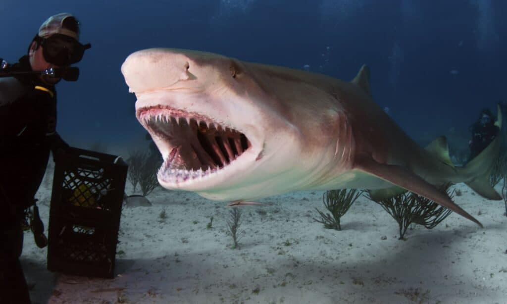 Lemon Shark vs Bull Shark