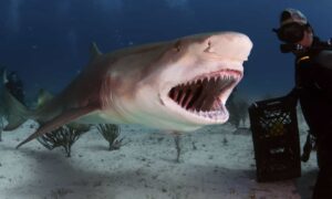 Are Lemon Sharks Dangerous Or Aggressive? Picture