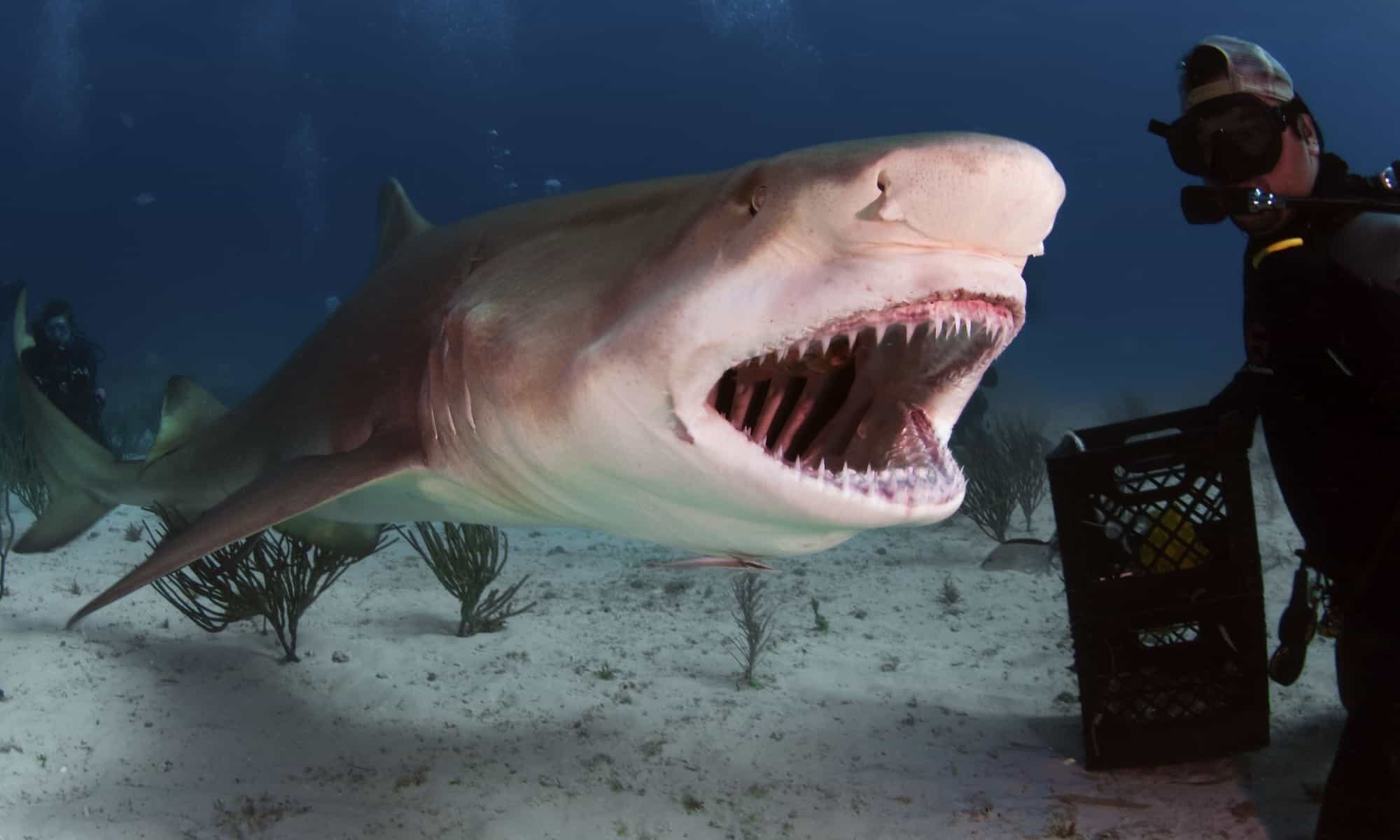Sharks in Florida AZ Animals