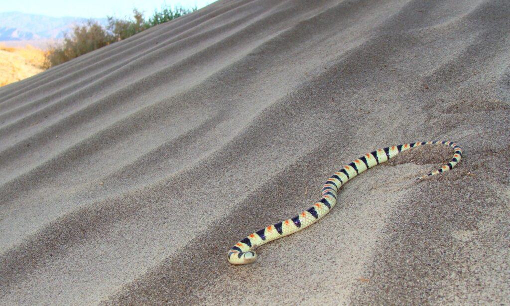 Shovelnose Snake