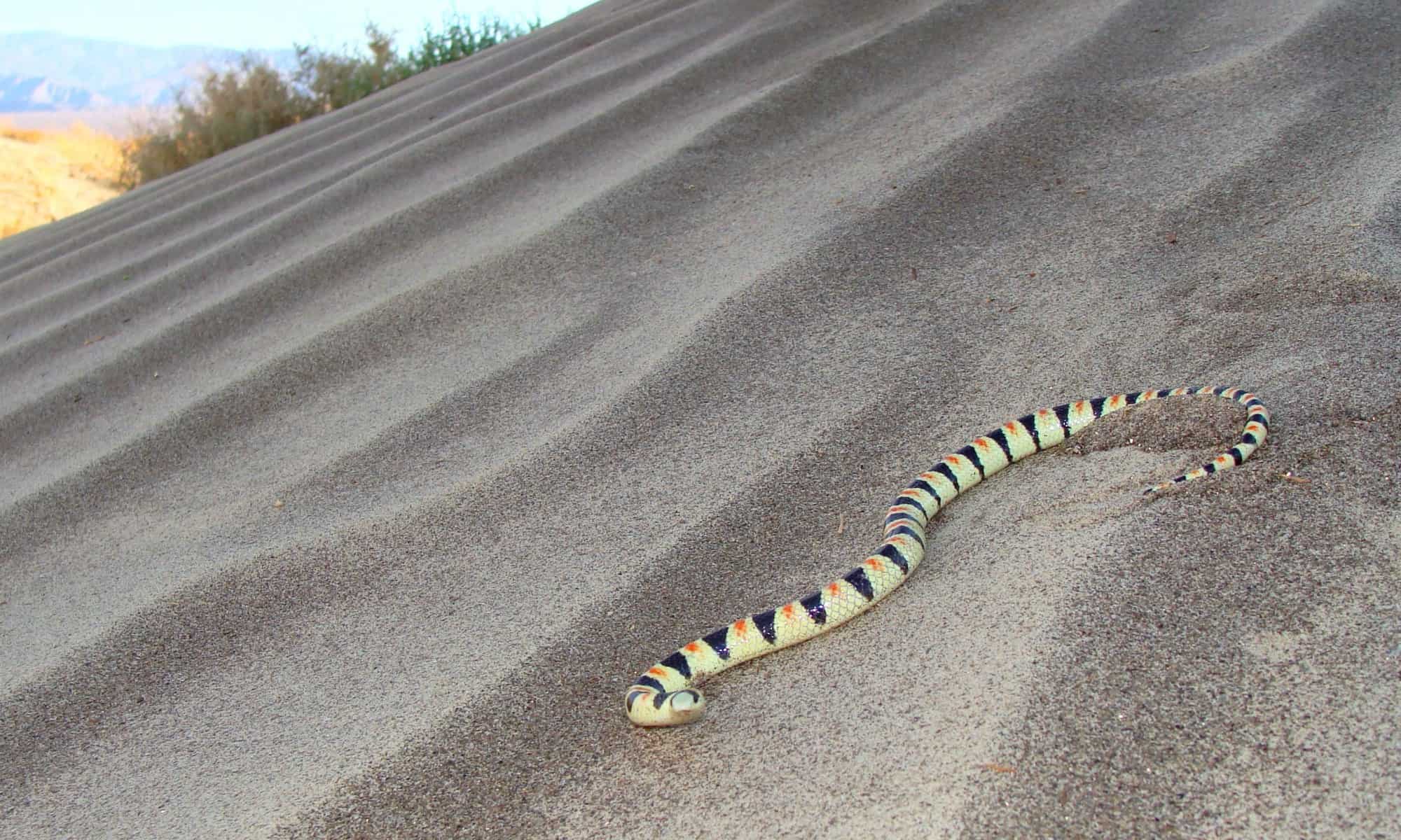 40 Types of Snakes In Arizona (21 are Venomous) - A-Z Animals