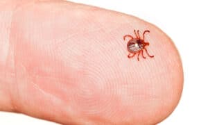 What Are What Are Seed Ticks And How To Deal With ThemAnd How To Deal With Them Picture