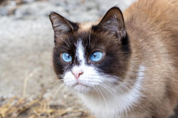 Beautiful Siamese cat with blue eyes is walking outside. 