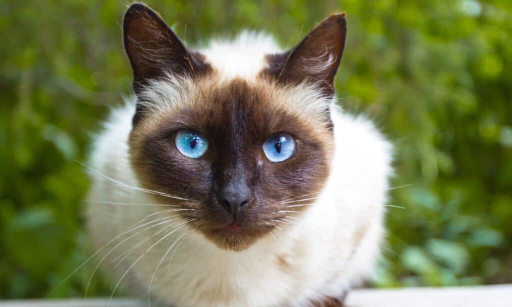 Siamese cat with long whiskers