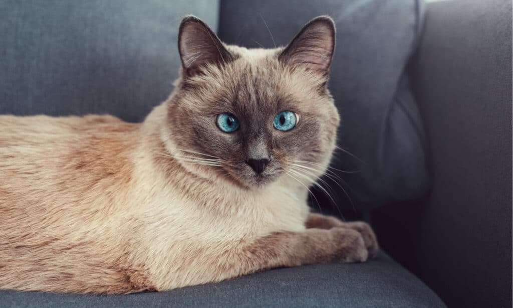 Siamese with crossed eyes on couch