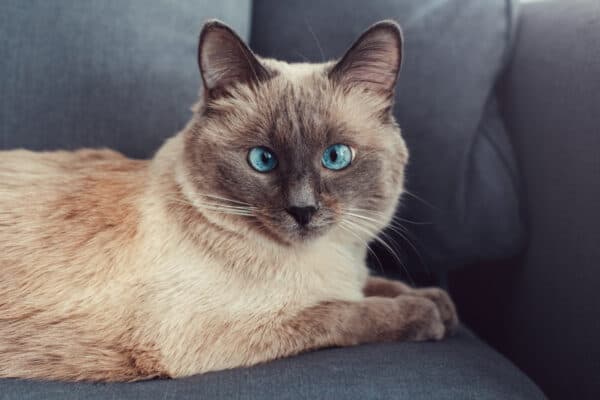 Beautiful color point blue-eyed cat lying on couch sofa looking in camera.