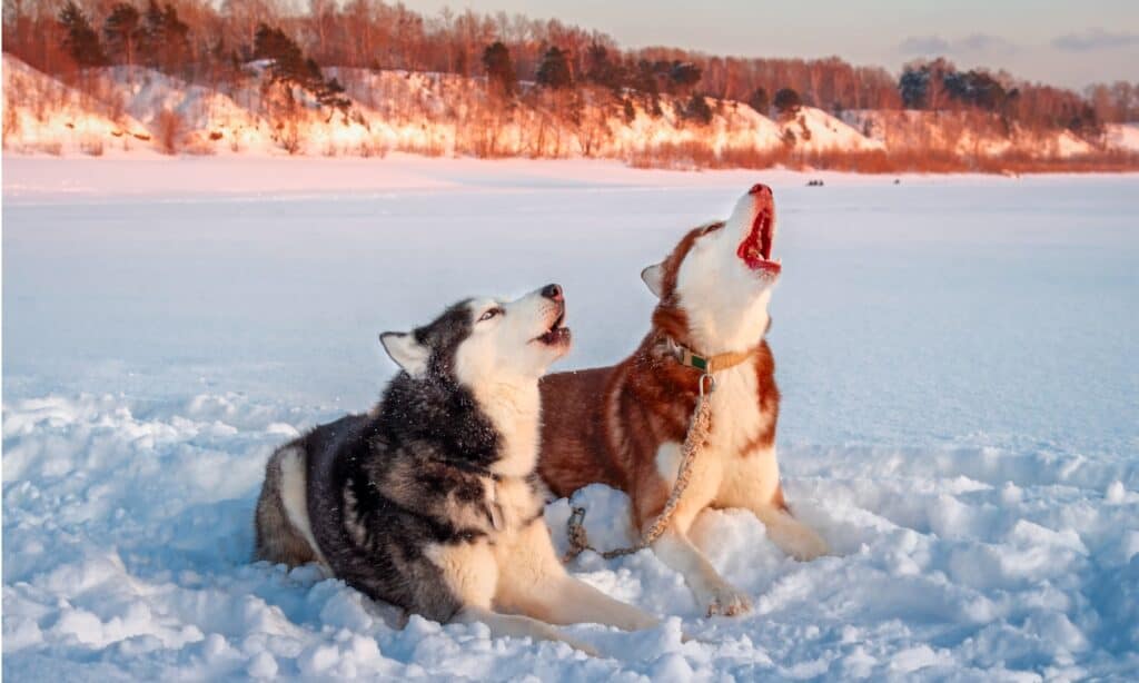 Two huskies howling in the snow. 