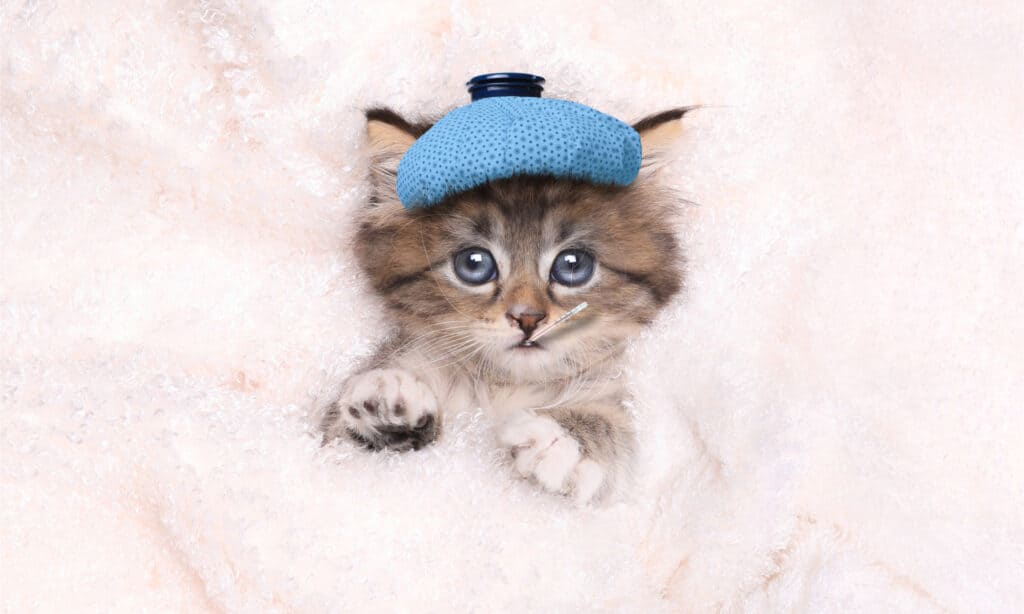 Sick kitten with icepack on its head and a thermometer in its mouth