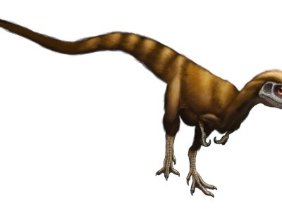 A Sinosauropteryx prima