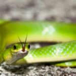 Smooth Green Snake