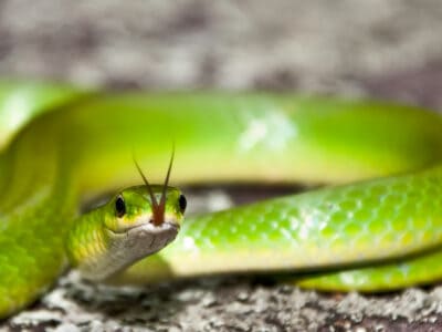 Smooth Green Snake Picture