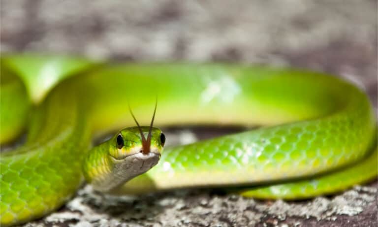 A smooth green snake flicking its tongue