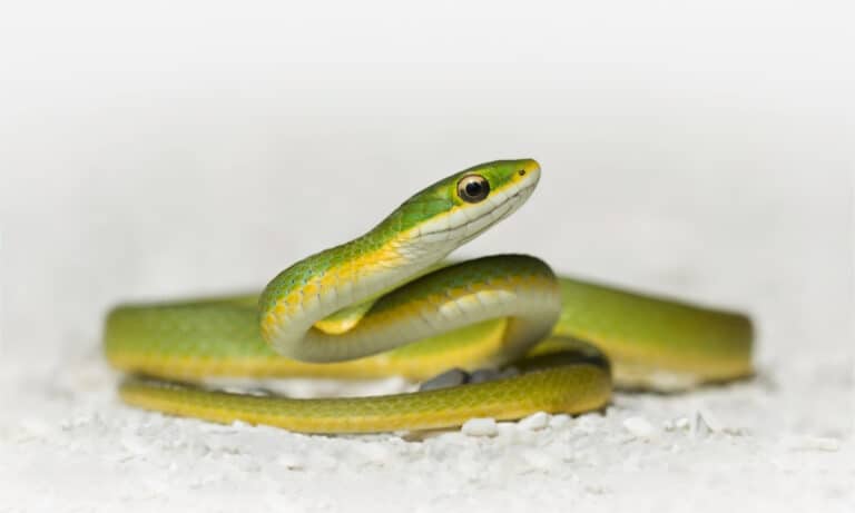 A smooth green snake on a white background