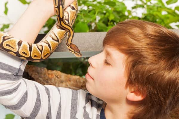 Young boy with pet snake - Royal or Ball Python.