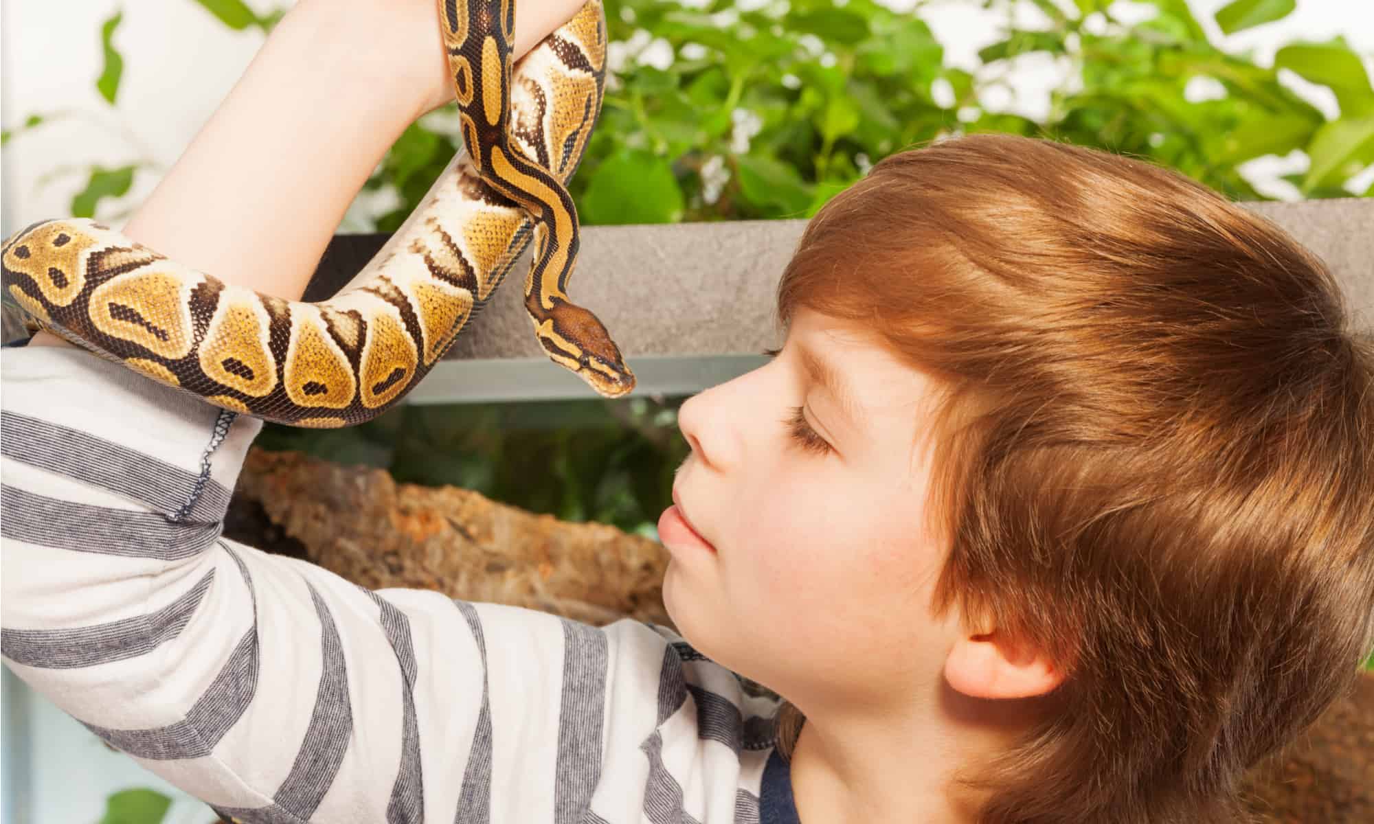 Do Snakes Have Emotions? How Can You Tell? - AZ Animals