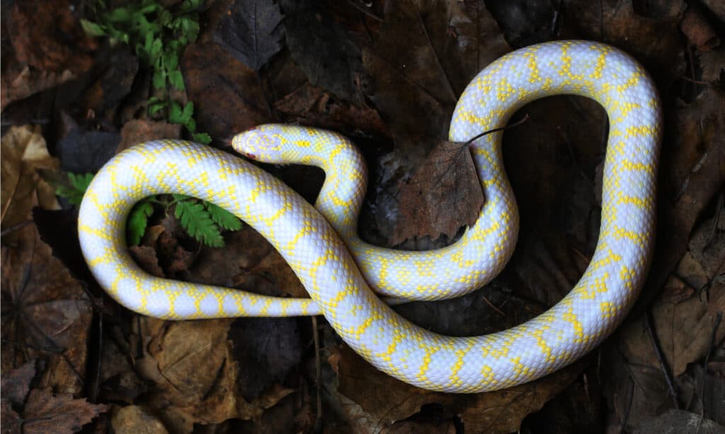 An albino Speckled Kingsnake. The speckles on these albino kingsnakes are golden against a pearly, pinkish-white background.