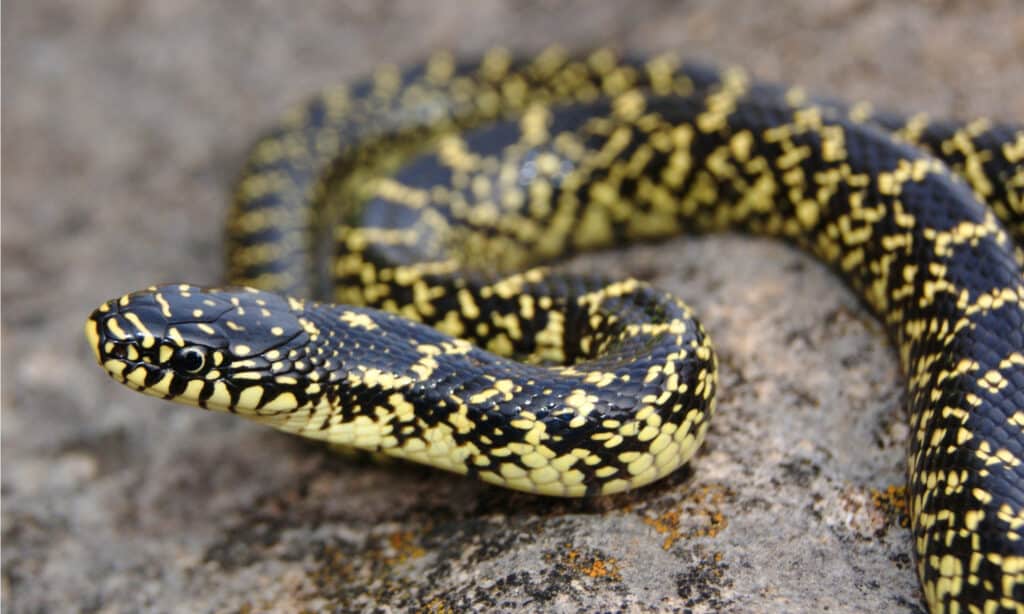 Speckled Kingsnake, Lampropeltis holbrooki, has sleek black scales speckled with yellow-white.
