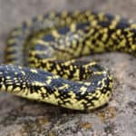 Speckled kingsnake
