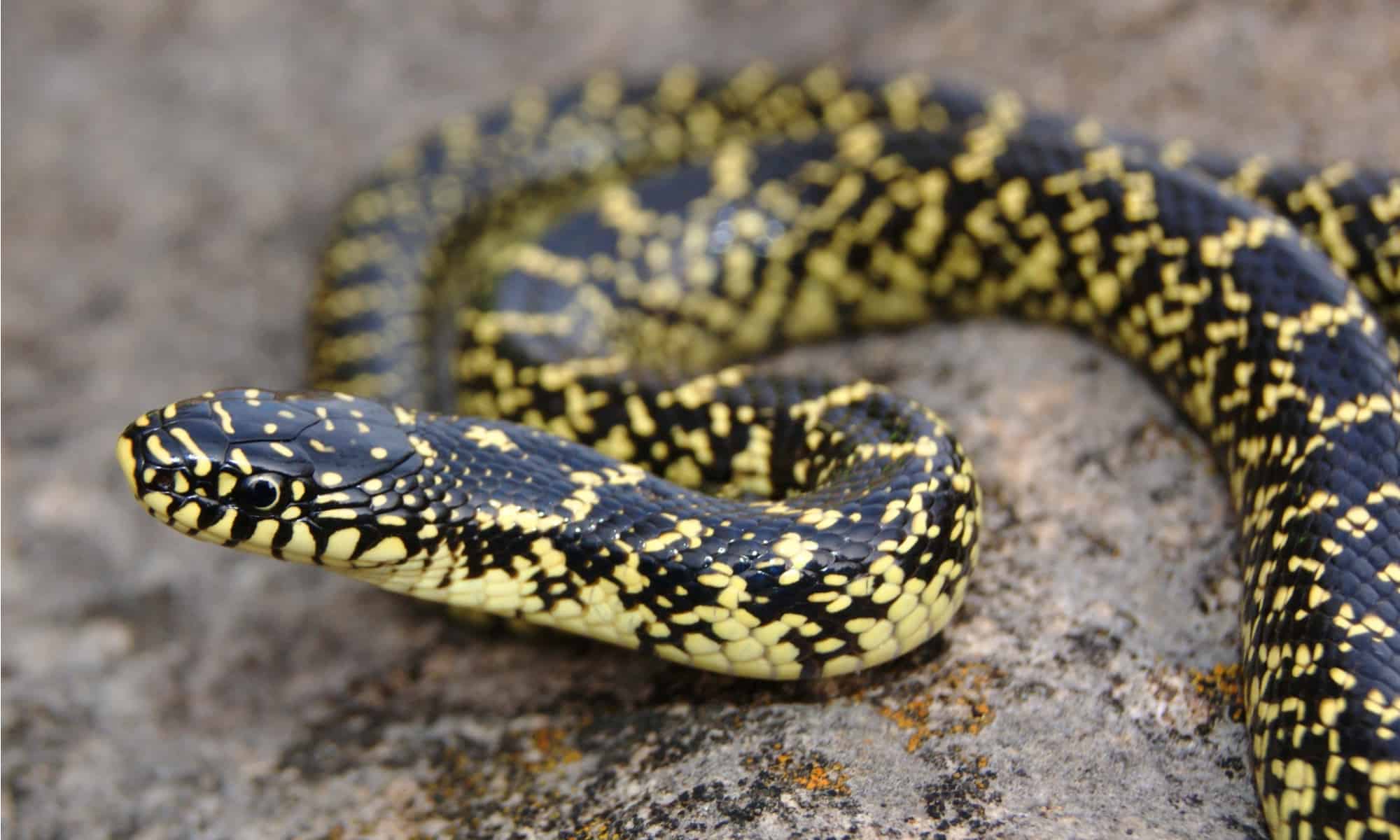 high yellow king snake