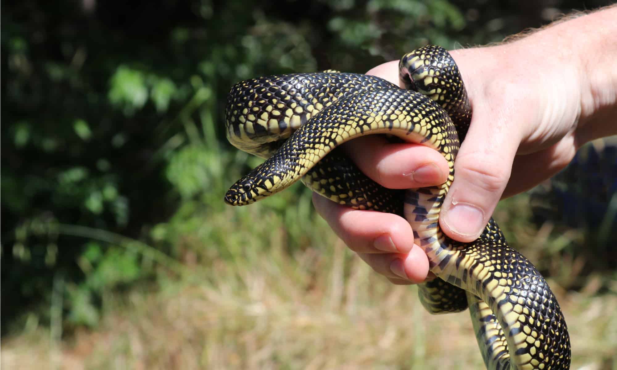 Speckled Kingsnake is a medium size snake that normally grows to about 4 feet in length.