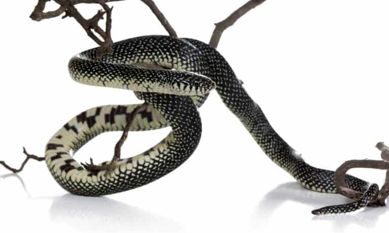 Speckled Kingsnake isolated on a white background.