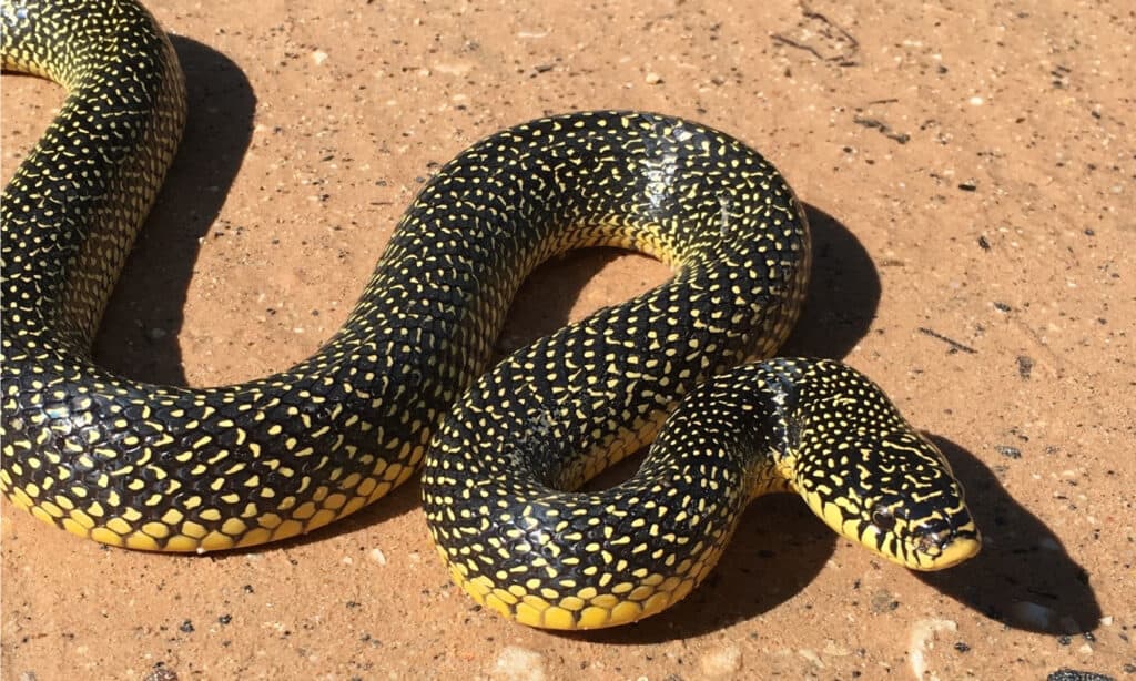 The Speckled Kingsnake has a glossy black body with whitish-yellow dots on its scales.
